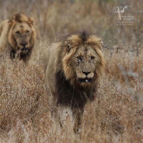 Kruger National Park Safari National Parks Lion Kingdom Male Lion