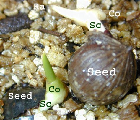 What is the Difference Between Coleoptile and Coleorhiza - Pediaa.Com