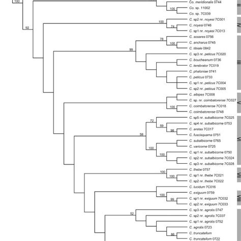 Strict Consensus Of Two Most Parsimonious Trees From The Combined Download Scientific Diagram