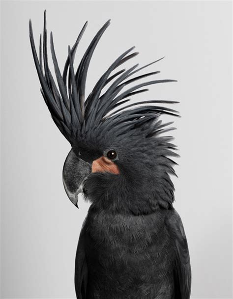 My Owl Barn: Beautiful Portraits of Birds by Leila Jeffreys