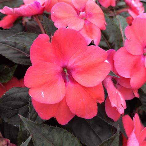 Sunpatiens® Compact Deep Rose Impatiens Order Online