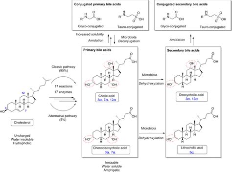 Schematic Representation Of Bile Acid Synthesis And Metabolism