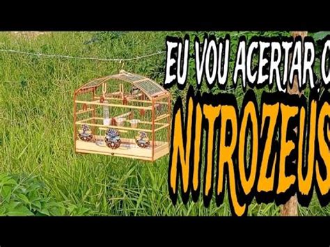 PREPARANDO COLEIRO NITROZEUS PARA A VOLTA DOS TORNEIOS Manotom YouTube