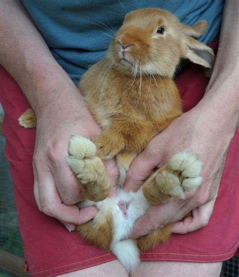 Comment Déterminer Le Sexe Des Lapins Simplement Nature