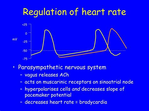 Ppt Regulation Of Stroke Volume And Heart Rate Powerpoint Presentation