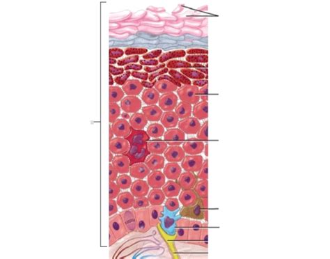 Epidermal Cells & Functions Quiz