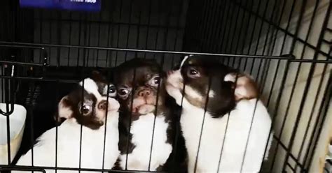 Cortaban Cuerdas Vocales A Chihuahuas En Criadero Clandestino Hay