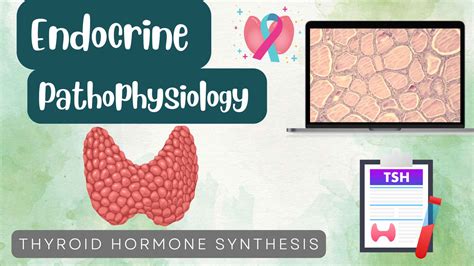 Thyroid Hormone Synthesis – My Endo Consult