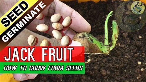 How To Grow Jackfruit Tree From Seed Jack Fruit Seed Germination With