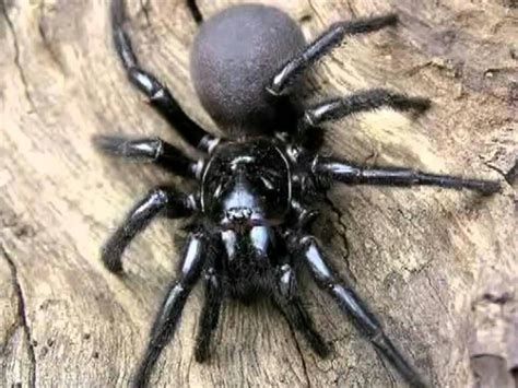 La araña de embudo de Sidney es una de las arañas más peligrosas del