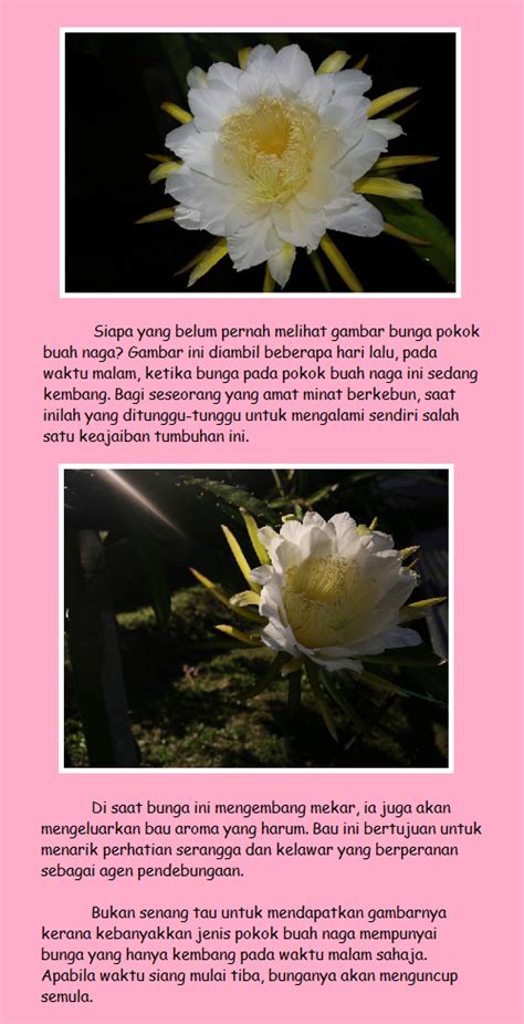 Terranum Hillside Agrofarm Bunga Pokok Buah Naga Dragon Fruit Flower