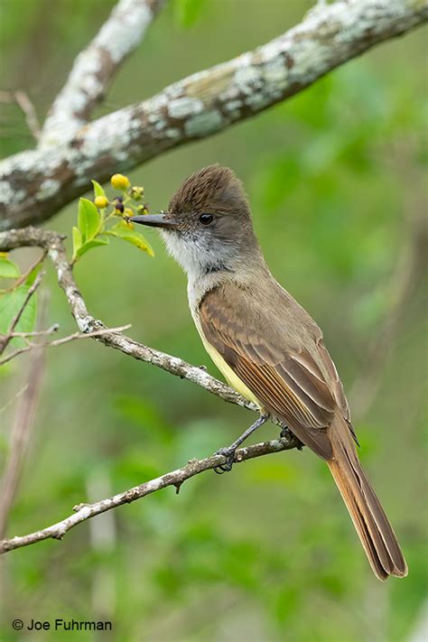 Dusky Capped Flycatcher Joe Fuhrman Photography