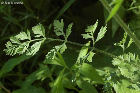 Daucus Carota Queen Annes Lace Minnesota Wildflowers