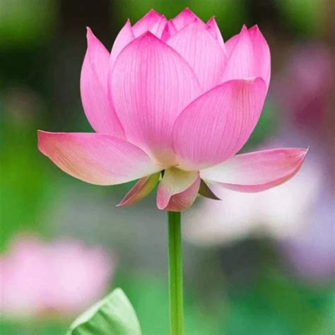 Bonsai Lotus Flower Seeds (40 Seeds) – Dealcarto