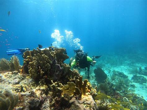 Cancun Scuba Center Cancún Mexiko Omdömen Tripadvisor