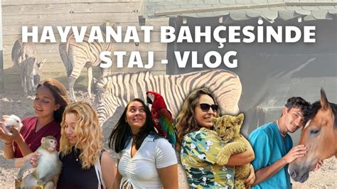 Hayvanat Bah Esinde Staj Vlog Youtube