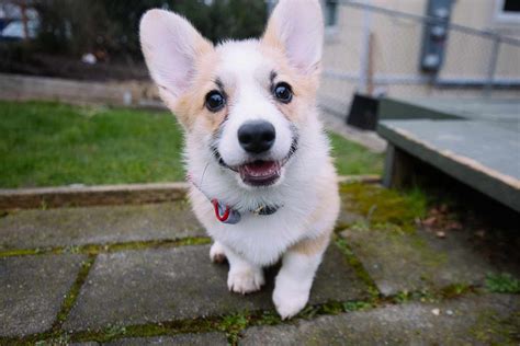 Corgi Size