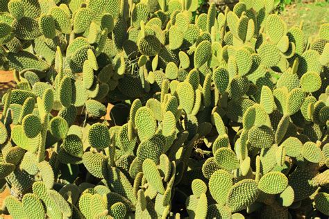 Fotos Gratis Espinoso Cactus Hoja Desierto Flor Seco Verde