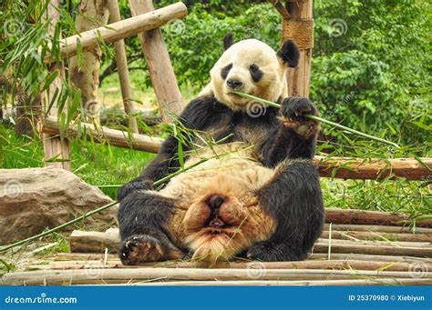 Giant Panda Eating Bamboo. Stock Photo - Image: 25370980