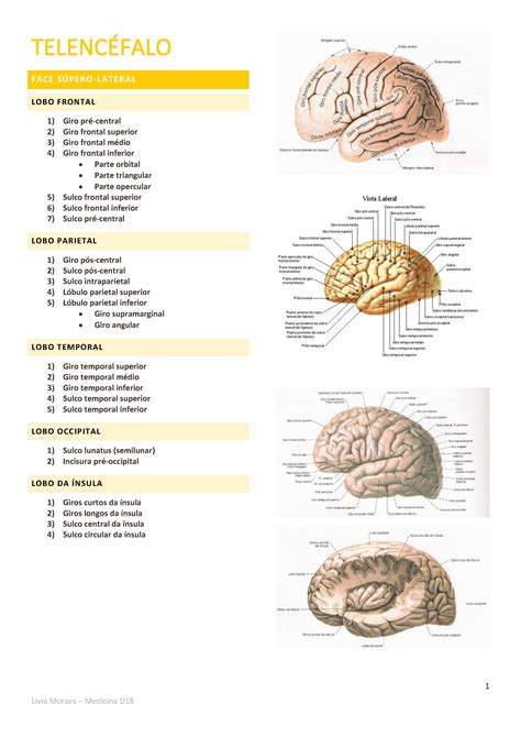 Neuroanatomia Telencéfalo TELENCÉFALO FACE SÚPERO LATERAL LOBO