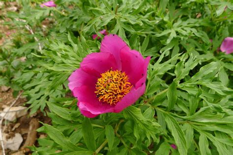 Peonies Paeoniaceae Peony Of The Pacific Northwest · Inaturalist