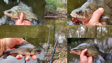 Amazing Fishing Macquarie Perch Golden Perch Yellowbelly And More