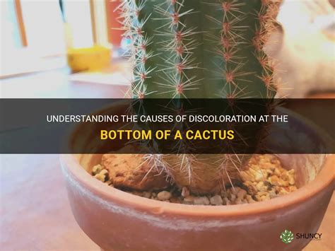 Understanding The Causes Of Discoloration At The Bottom Of A Cactus Shuncy