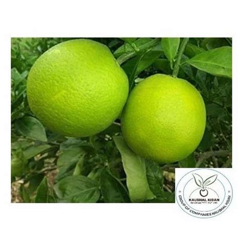 Sathgudi Full Sun Exposure Mosambi Fruit Plant For Fruits At Rs 160