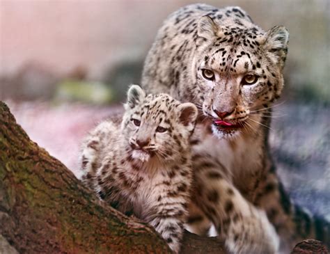 Snow Leopard Mom And Cub By Tambako The Jaguar Emmas Cats