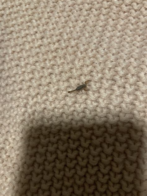 Baby scorpion? Found in my bed. : r/Austin