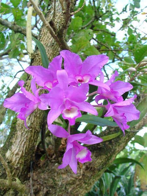 Guarianthe Skinneri Herb Farm Orchids Garden