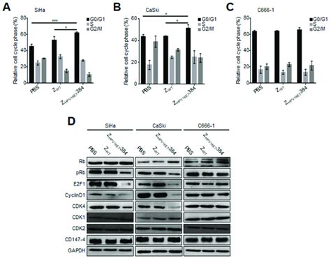 Z Hpv E Induced G S Cell Cycle Arrest By Interfering With The