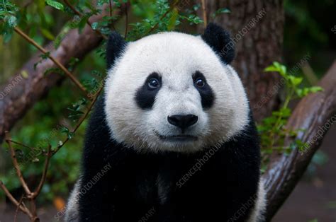 Baby Giant Panda - Stock Image - C017/2863 - Science Photo Library