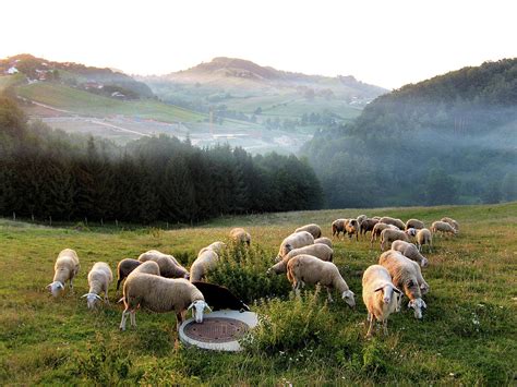 Flock Of Sheep Grazing In Field By Image By Jack Vimes