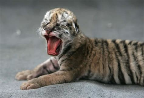 Download An adorable baby tiger basking in the sun | Wallpapers.com