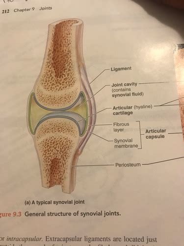 Chapter 9 Joints Flashcards Quizlet