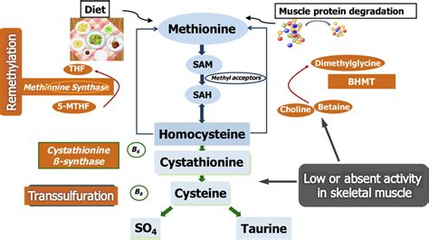 Pathways Of Methionine Metabolism In Skeletal Muscle Methionine