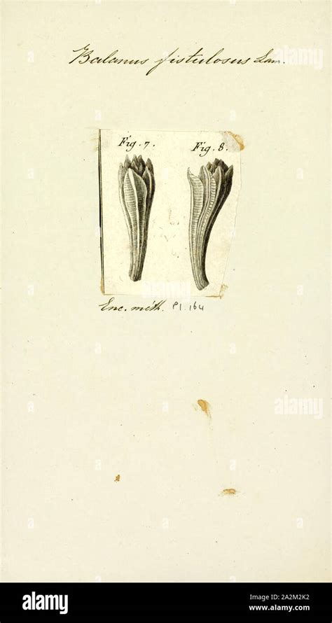 Balanus fistulosus, Print, Balanus is a genus of barnacles in the ...