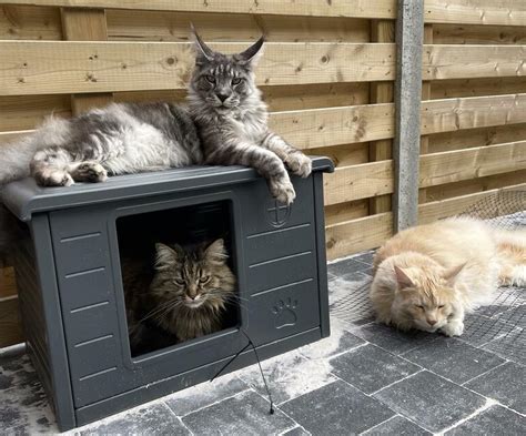 Top 10 Kattenhuizen Voor Buiten Volgens Baasjes BESTE Kattenhuizen