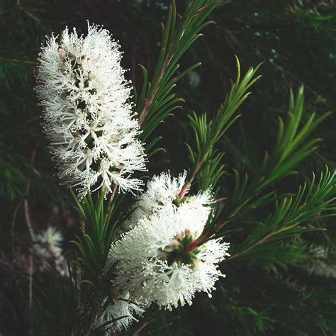 Tea Tree (Melaleuca alternifolia) ~ Celestial Body, Inc.