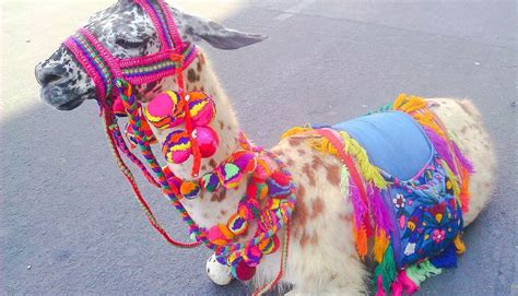 Cute Peruvian Textiles Llama Face Llama