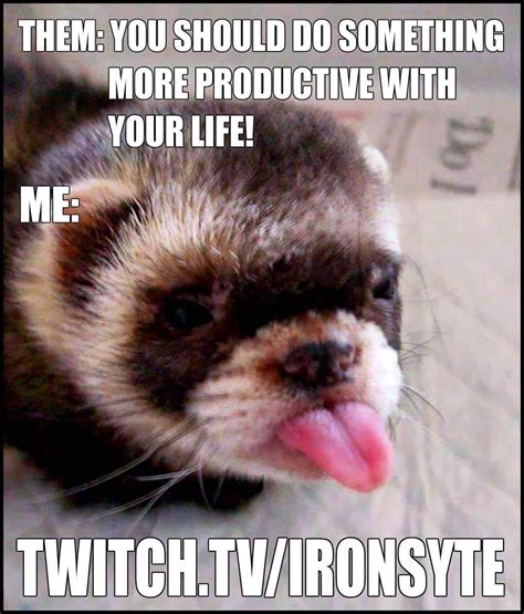 30 Extremely Funny Ferret Memes Ferret Voice Funny Ferrets Cute