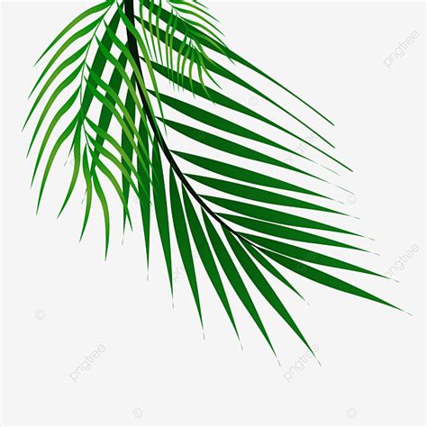 Palm Tree Leaves Clipart Transparent Png Hd Palm Leaves Vector Palm