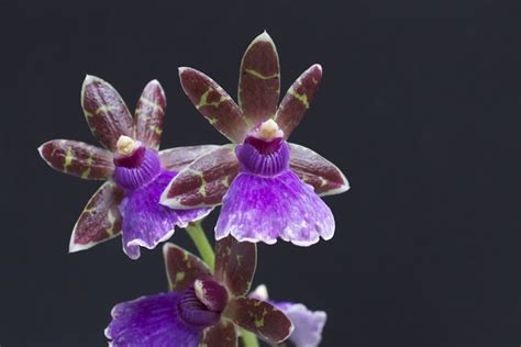 Zygopetalum Hybride La Passion Des Orchid Es