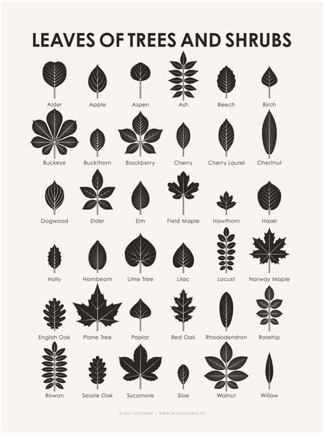 Leaf Identification Chart Infographic Leaf Identification Tree – NBKomputer