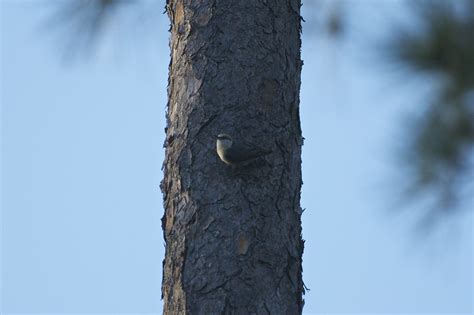 Brown Headed Nuthatch Brown Headed Nuthatch Sitta Pusilla Flickr