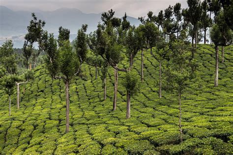 Tea plantation, Munnar- Kerala, India