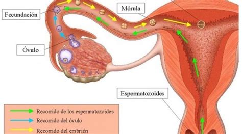 Cual Es El Recorrido Del Espermatozoide Hasta Llegar Al Ovulo