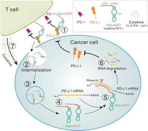 Anti Tumor Effect Of Pd L Targeting Antagonistic Aptamer Aso Delivery