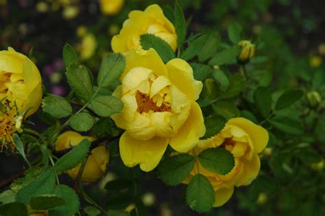 Rosa Foetida Persian Yellow